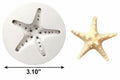 Starfish Shell Mold