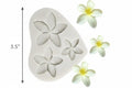 Plumeria Flower